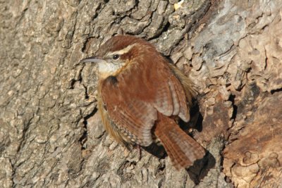 Carolina Wren, Grant Park, Milw.