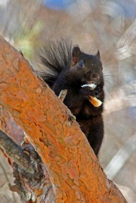 Black Grey Squirrel, Grant Park, Milw.