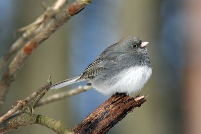 Dark-eyed Junco, Grant Park, Milw.