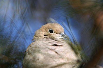 Mourning Dove, Grant Park, Milw.