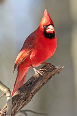 Northern Cardinal at Grant Park, Milw.