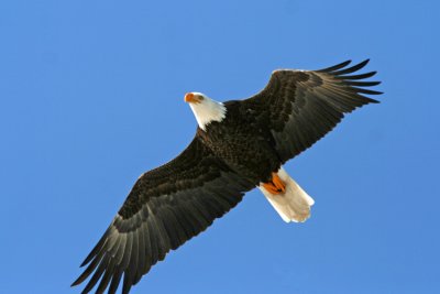 Bald Eagle, Collin's Marsh, Manitowoc Co. WI