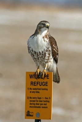 Red-tailed Hawk, Collin's Marsh, Manitowoc Co. WI