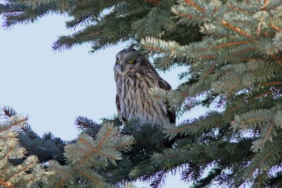 Short-eared Owl, Collin's Marsh, Manitowoc Co, WI