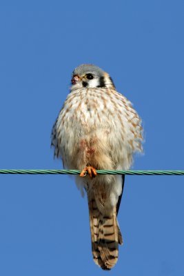 American Kestral, Collin's Marsh, Manitowoc Co, WI