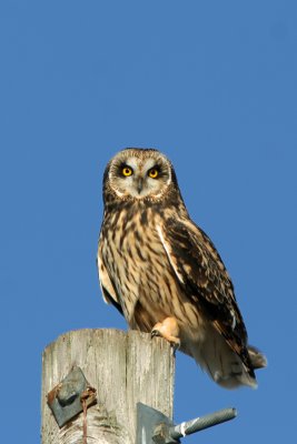 Short-eared Owl, Collin's Marsh, Manitowoc Co, WI