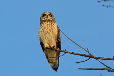 Short-eared Owl, Collin's Marsh, Manitowoc Co, WI