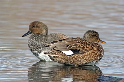 Gadwalls, Seattle, WA