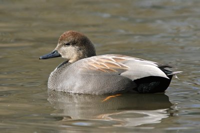 Gadwall, Seattle, WA