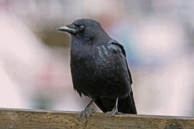 Northwestern Crow, Whidbey Island, WA