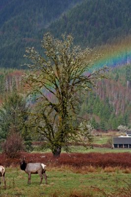 Elk and a rainbow, Washington State