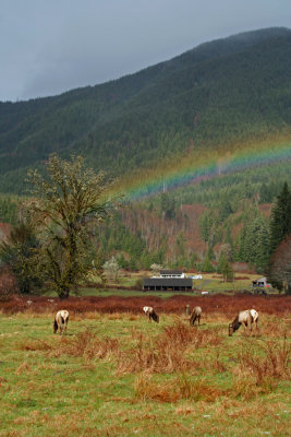 Elk and a rainbow, Washington State