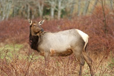 Elk, Washington State