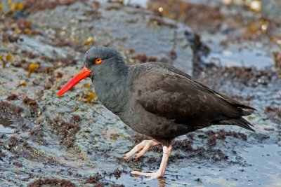 Black Oystercatcher, Anacortes WA