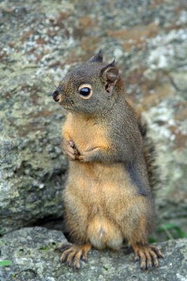 Douglas Squirrel, Anacortes, WA