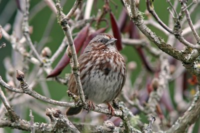 Song Sparrow, Anacortes, WA