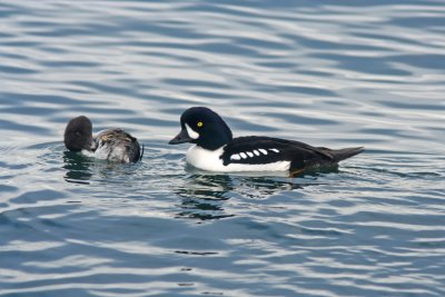 Barrows Goldeneye Pair, Coupeville, WA