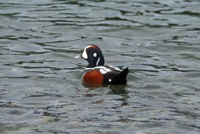 Harlequin Duck, Whidbey Is. WA