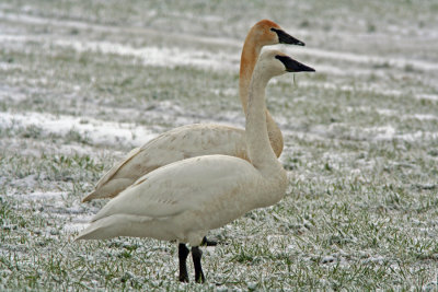 Trumpeter Swans, Camano Is. area, WA