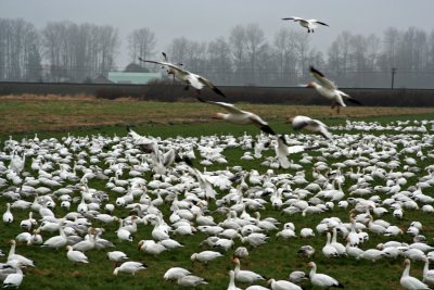 Snow Geese Flock,  Mt. Vernon, WA