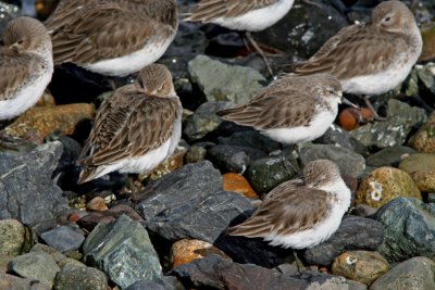 Dunlins and Western Sandpipers, Anacortes WA