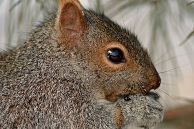 Grey Squirrel close up, Grant Park, Milw.