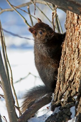 Black Grey Squirrel, Grant Park, Milw.