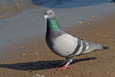 Rock Dove at South Shore Yacht Club, Milwaukee