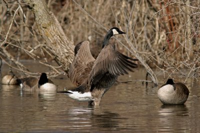Canadian Geese on Cedar Creek, Cedarburg, WI