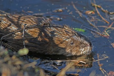 Muskrat on Cedar Creek, Cedarburg, WI