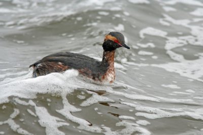 Horned Grebe at Lakeshore Park, Fond du lac, WI