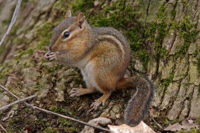 Chipmunk at Horicon Marsh, WI