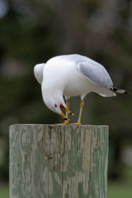Ring-billed Gull  displaying at Lakeshore Park, Fond du lac, WI