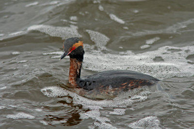 Horned  Grebe at Lakeshore Park, Fond du lac, WI