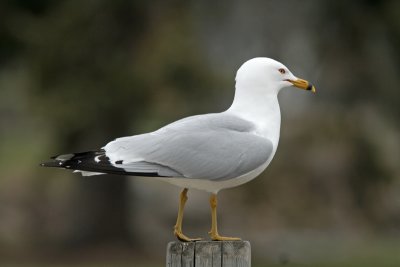 Ring-billed Gull at Lakeshore Park, Fond du lac, WI
