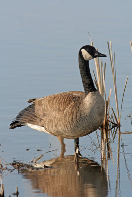 Canada Goose at Horicon Marsh, WI