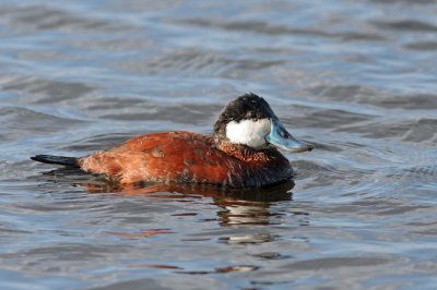 Ruddy Duck at Horicon Marsh, WI