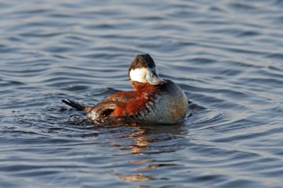 Ruddy Duck  displaying at Horicon Marsh, WI