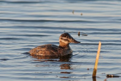 Female Ruddy Duck at Horicon Marsh, WI