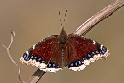 Mourning Cloak at Horicon Marsh, WI