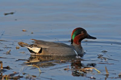 Green-winged Teal at Horicon Marsh, WI