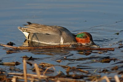 Green-winged Teal feeding at Horicon Marsh, WI