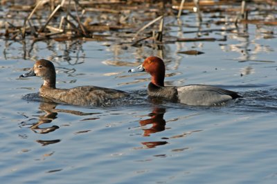 Pair of Redheads at Horicon Marsh, WI