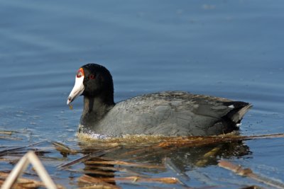 American Coot at Horicon Marsh, WI