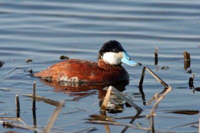 Ruddy Duck at Horicon Marsh, WI