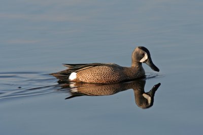 Blue-winged Teal at Horicon Marsh, WI