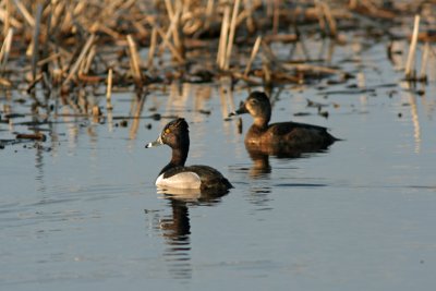 Ring-necked Ducks at Horicon Marsh, WI