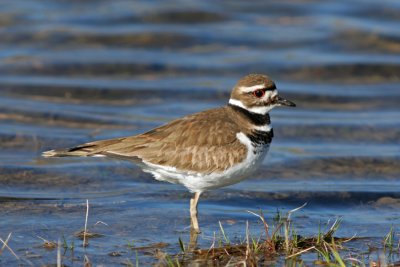 Killdeer, Bong Rec. Area, WI