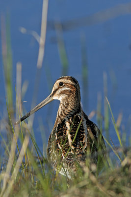 Common Snipe, Bong Rec. Area, WI
