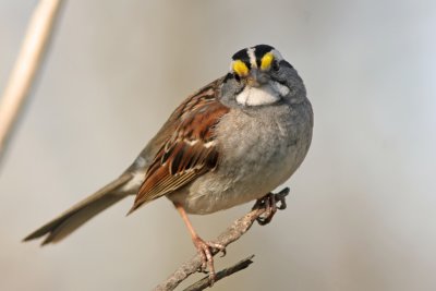 White-throated Sparrow at Lake Park, Milw